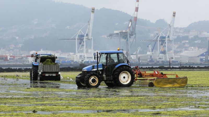 Invasión de algas filamentosas en Galicia