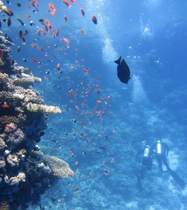 publicaciones hydrolisis