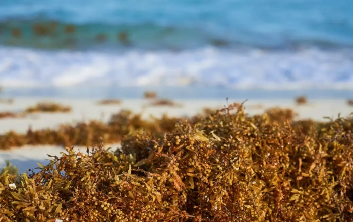 sargazo hydrolisis (1) web
