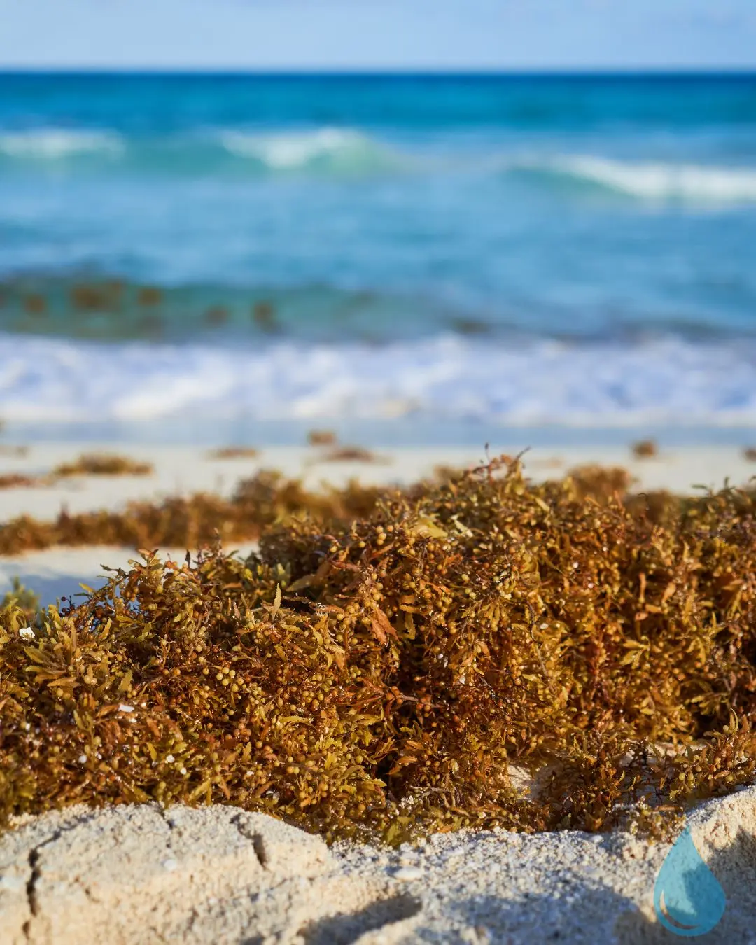 sargazo hydrolisis (1) web