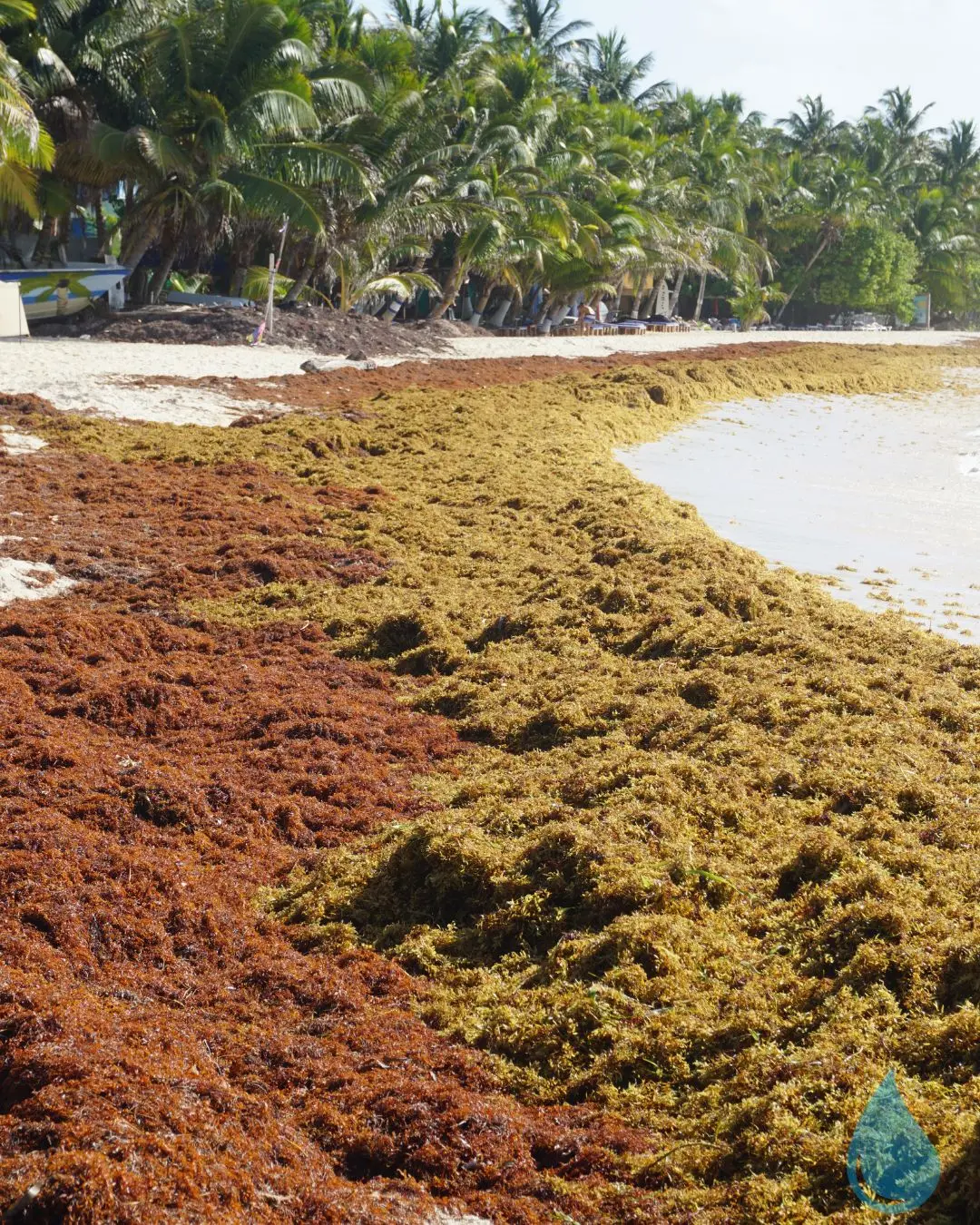 sargazo hydrolisis (2) web