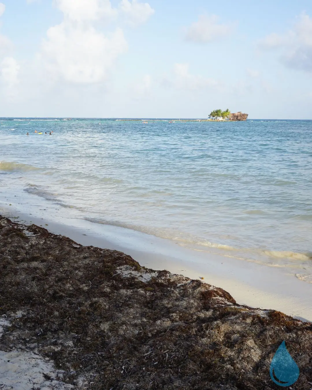 sargazo hydrolisis (4) web